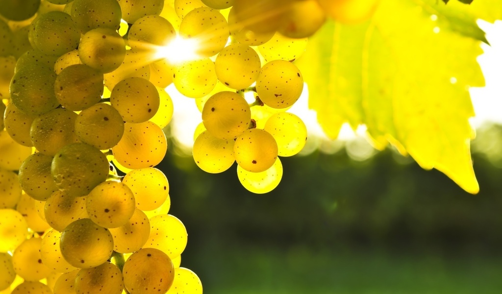 Хороший урожай винограда обеспечил высокие темпы производства коньяка и вин