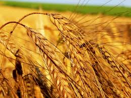 The volume of imports of wheat, wheat flour and grain to Armenia after a two-year recession hit a positive trend
