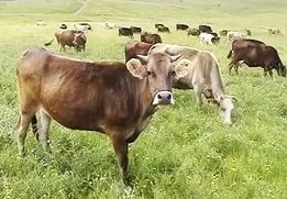 Россельхознадзор изменил свою позицию: Ограничений на ввоз животных из Армении не будет