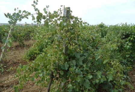 Из-за распространения филлоксеры в Армении, традиционные отечественные сорта винограда могут уступить место устойчивым европейским