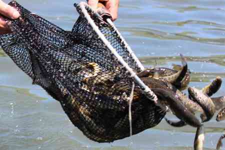 Minister: Armenia has a catastrophic situation with fish stocks in  the country`s rivers
