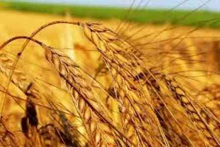 Using alternative route for wheat delivery will lead to growth of grain prices to 25 drams per 1 kg