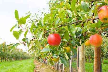 Spanish ``Global Tech`` company intends to establish intensive  gardens in Armenia
