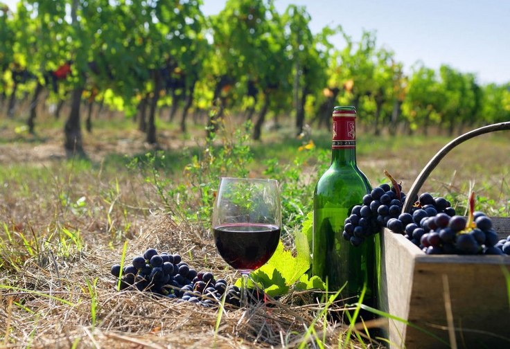 Agriculture Ministry: 2016  debts for  grapes form  about AMD 2 bln