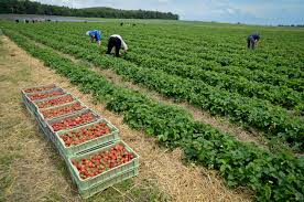 Ministry of Agriculture: From now on state assistance programs will be aimed at developing and enlarging agricultural cooperatives