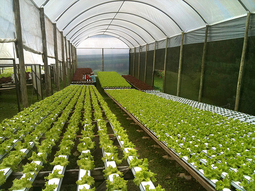 A new program for leasing equipment for small and medium-sized  greenhouses starts in Armenia