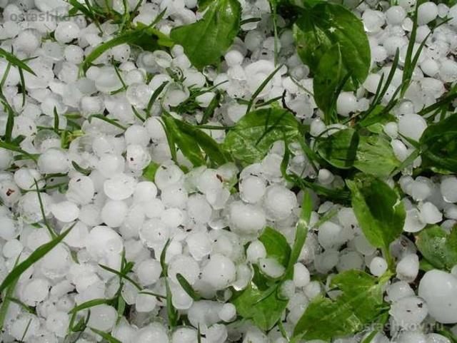 Armenian Government will assist farmers who had damages from hail by  80%