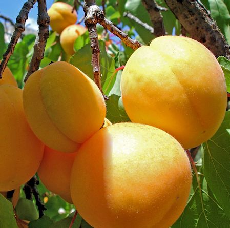 The first harvest of apricot from a garden founded in 2016 in the community of Shorzha in 10 hectares is expected to be received in the third year