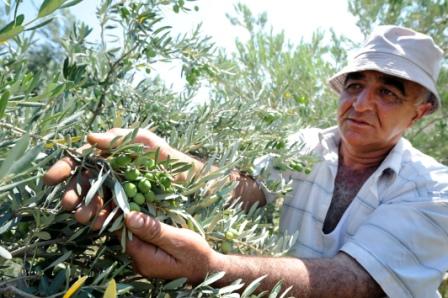 Over 91% of Armenian exports of horticultural crops fall on Russian market
