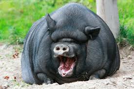 В Армении займутся разведением вьетнамских свиней