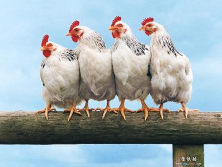 Приостановлен импорт в Армению 50 тонн куриной грудки из Бразилии