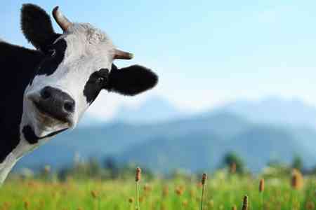 Армения начинает экспорт мелкого рогатого скота в ОАЭ