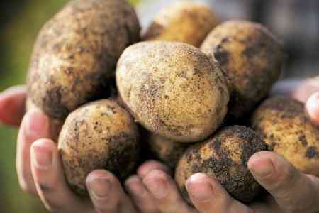 Голландская компания "Агрико" изучает возможности селекции и семеноводства картофеля в Армении