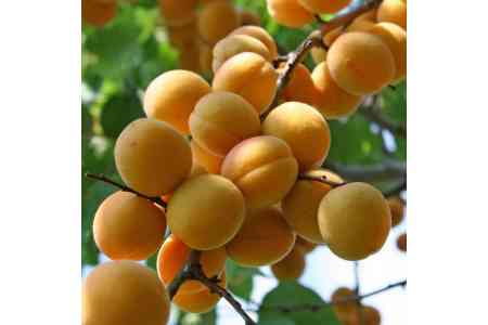 Armenia increased the export of apricots by 78%