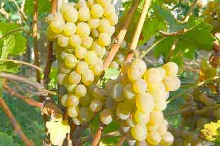In the border communities of Tavush region of Armenia, process of  buying grapes began