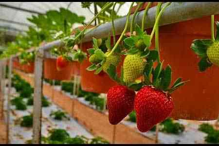 Armenian President visited "Green food" greenhouse for growing  organic strawberries in Artik
