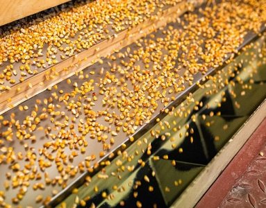 RA Agriculture Ministry Launches Program to Promote Local Seed  Production