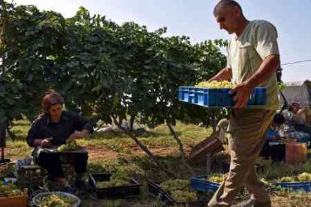 Армения сократила производство вина на 36,6%