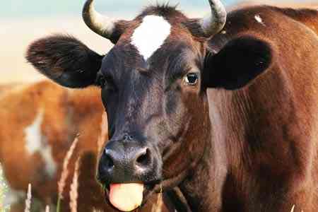 Ministry of Economy: 159 cattle were imported to Armenia