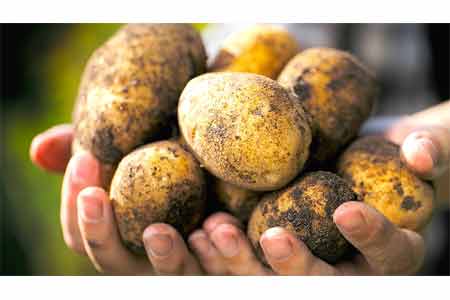 Ашот Арутюнян: В 2023 году почти ни одного килограмма картофеля из Армении не было экспортировано