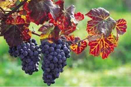Правительство Армении поддержит процесс закупки винограда сортов <Воскеат> и <Арени>