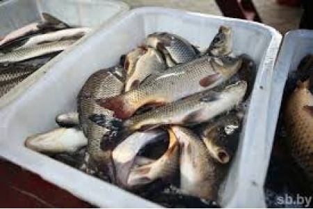 В целях экспорта из Армении рыбы и рыбопродуктов в страны ЕС на законодательном уровне будут установлены соответствующие разрешительные нормы